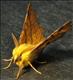 1913 Canary-shouldered Thorn